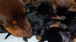 ##IMAGE##