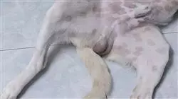 ##IMAGE##