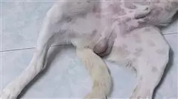 ##IMAGE##