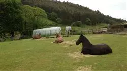 ##IMAGE##