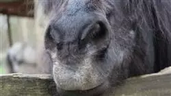 ##IMAGE##