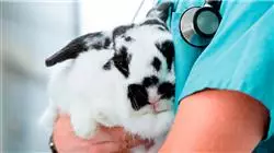 ##IMAGE##