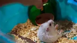 ##IMAGE##
