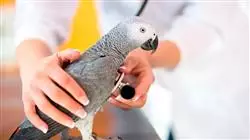 ##IMAGE##