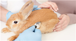 master medicina y cirugía en animales exóticos