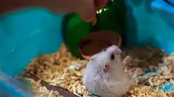 ##IMAGE##