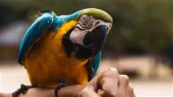 ##IMAGE##