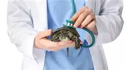 ##IMAGE##