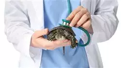 ##IMAGE##