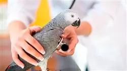 ##IMAGE##