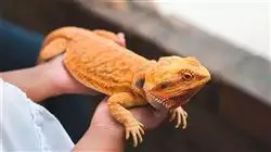 ##IMAGE##