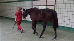 ##IMAGE##