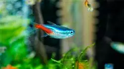 cursos aves fauna salvaje peces