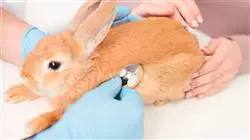 ##IMAGE##