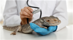cursos tratamientos médicos y quirúrgicos  de lagomorfos roedores aves y reptiles