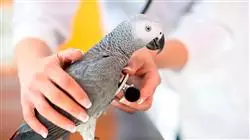 ##IMAGE##