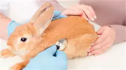 ##IMAGE##