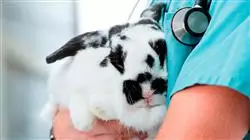 ##IMAGE##