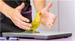 diplomado online experto en aves