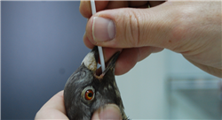 curso tratamientos medicos quirurgicos aves reptiles 2