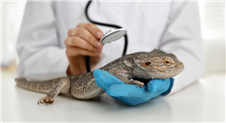 diplomado online tratamientos médicos y quirúrgicos en aves y reptiles