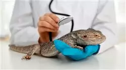 ##IMAGE##