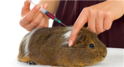diplomado online tratamientos médicos y quirúrgicos en lagomorfos roedores y aves