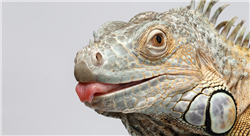diplomado online tratamientos médicos y quirúrgicos en reptiles y fauna salvaje