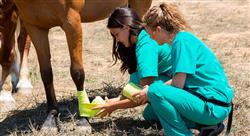 cursos cojeras de especies mayores y rehabilitación en el caballo de deporte