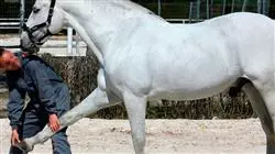 especializacion cojeras especies mayores rehabilitacion caballo deporte