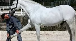 especialización cojeras de especies mayores y rehabilitación en el caballo de deporte