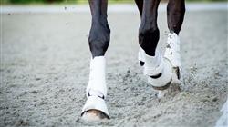 experto cojeras especies mayores rehabilitacion caballo deporte