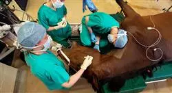especialización artroscopia heridas y enfermedades de desarrollo en especies mayores rumiantes camélidos suidos y équidos