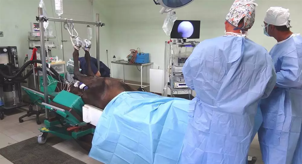 cursos cirugía ortopédica en especies mayores rumiantes camélidos suidos y équidos