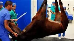 ##IMAGE##