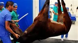 ##IMAGE##