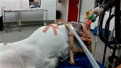 ##IMAGE##