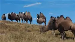 ##IMAGE##