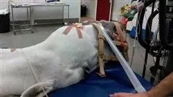 ##IMAGE##