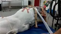##IMAGE##
