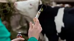 ##IMAGE##