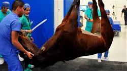 ##IMAGE##