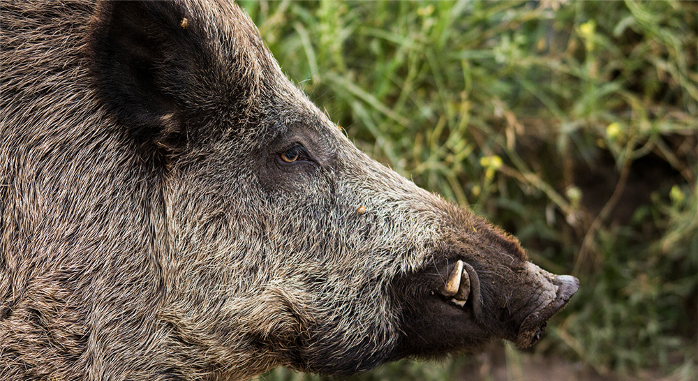 curso exploración general del animal con patología cardiovascular en especies mayores: équidos rumiantes y suidos