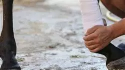 ##IMAGE##