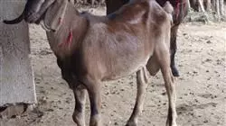 ##IMAGE##