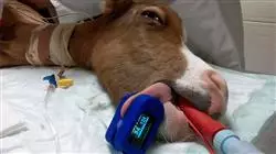 ##IMAGE##