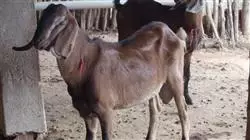 posgrado artroscopia especies mayores