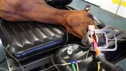 ##IMAGE##