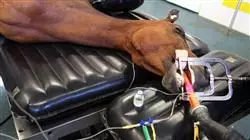 ##IMAGE##