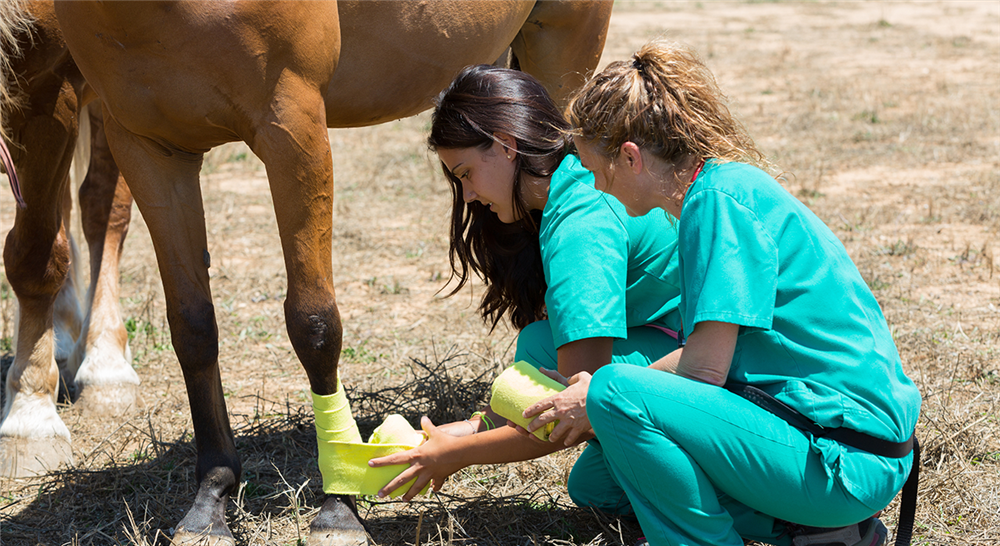 curso rehabilitación en caballos de deporte